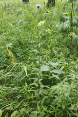 Cirsium serratuloides