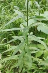 Cirsium serratuloides