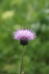 Cirsium serratuloides