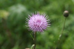 Cirsium serratuloides