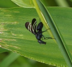 Tritoxa flexa