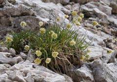 Sesleria sphaerocephala
