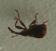 Anthonomus quadrigibbus