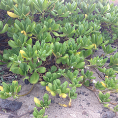 Scaevola taccada taccada