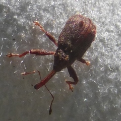 Anthonomus quadrigibbus