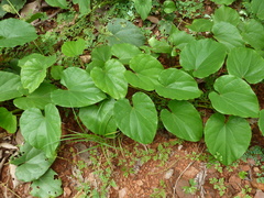 Rhigiocarya racemifera