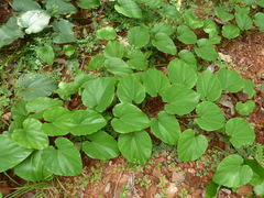 Rhigiocarya racemifera