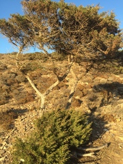 Juniperus turbinata