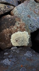 Xanthoparmelia stenophylla