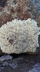 Xanthoparmelia stenophylla