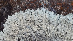 Xanthoparmelia stenophylla