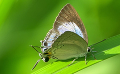 Tajuria cippus maxentius