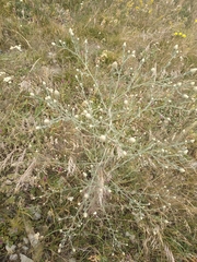 Centaurea diffusa