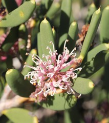 Hakea clavata