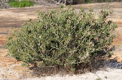 Hakea clavata