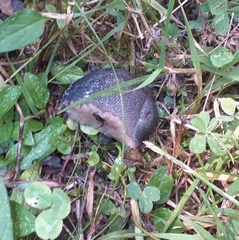 Limax cinereoniger