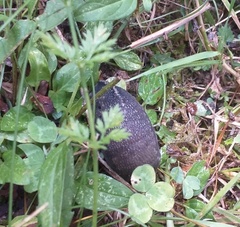 Limax cinereoniger