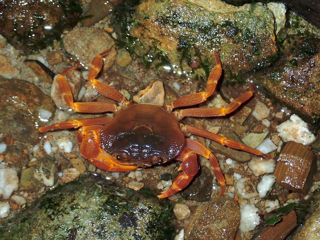 Isolapotamon anomalum