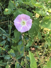 Calystegia × pulchra