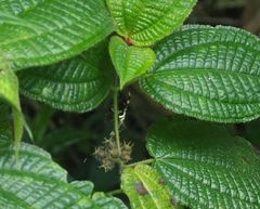 Argiope versicolor