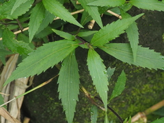 Ageratina riparia