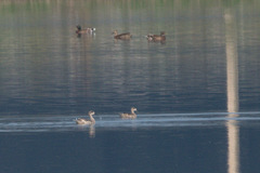 Marmaronetta angustirostris