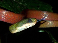 Boiga nigriceps