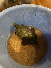 Mauremys japonica