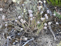 Jasione sessiliflora