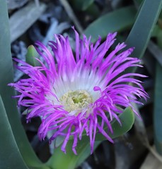 Carpobrotus virescens