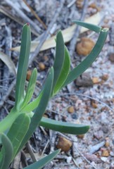 Carpobrotus virescens