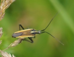 Leptopterna dolabrata