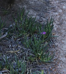 Carpobrotus virescens