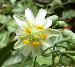 Crossostemma laurifolium