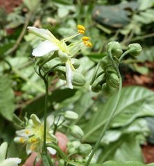 Crossostemma laurifolium