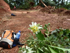 Crossostemma laurifolium