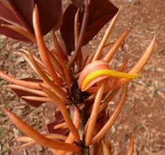 Begonia cavallyensis