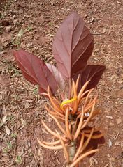 Begonia cavallyensis