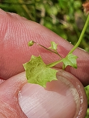 Hesperocodon hederaceus