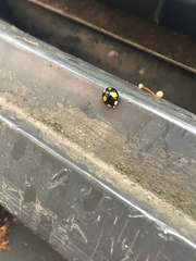 Harmonia axyridis