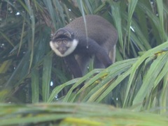 Cercopithecus erythrogaster erythrogaster