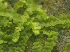 Geocalycaceae