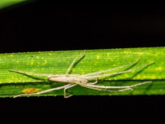 Ischalea spinipes