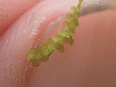 Geocalycaceae