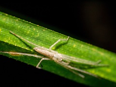 Ischalea spinipes