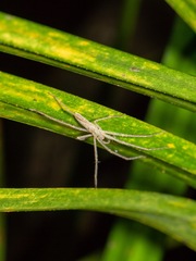 Ischalea spinipes