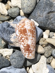 Conus omaria