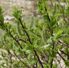Salix hastata