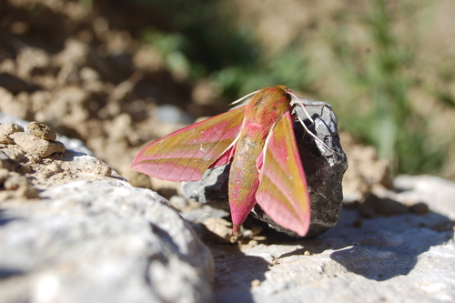 Deilephila elpenor