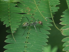 Camponotus singularis